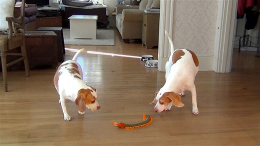 Dog and sister unite to destroy giant centipede