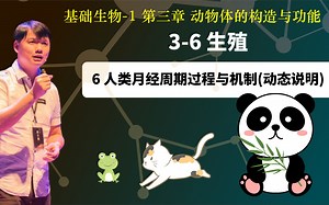 基础生物学3-6.6 人类月经周期过程与机制动态说明_哔哩哔哩_bilibili