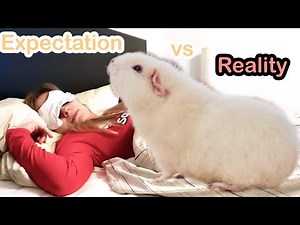 Owning Guinea Pigs: Expectations vs. Reality