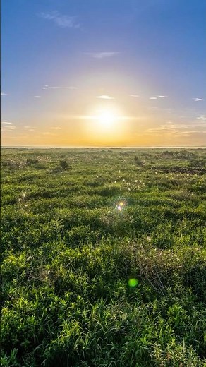 Animals of Paynes Prairie, Alachua County Florida