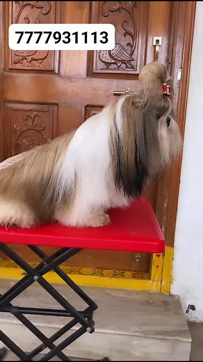 6K views · 61 reactions | Best Shih Tzu Breeders Adam Sandeep's male, puppies of this male #shihtzupuppies #shihtzuprice | Pet Guruji | Facebook