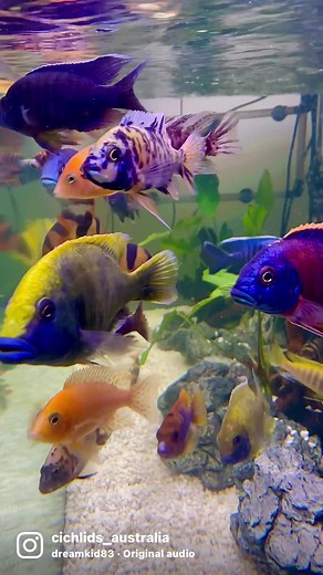 They be looking at me like less filming more feeding dad! Lol.. 🤣🤣🤣… #hungryfish #a#aquariumt#tropicalfishc#cichlidsf#freshwatera#africancichlidsc#cichlidsoftiktokt#tiktokaustraliaa#australias#sydneya#amazingc#colourfulhomea#aussief#fisha#aquariumhobbyl#lovemyhobbyf#fishkeepersl#lovetheseguysb#beautifuln#natureu#underwatert#tiktokt#tiktokkerhardworkpaysoff