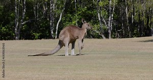 Eastern grey kangaroo in it's natural habitat in New South Wales, Australia