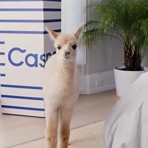 1.9K reactions · 377 shares | Watch what happens when the hottest animals try the coolest mattress. | Casper | Facebook