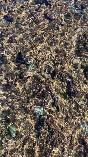 Detailed exploration of a tide pool with a focus on the intricate life forms and textures found within, illustrating the complexity of marine ecosystems. Stock Video
