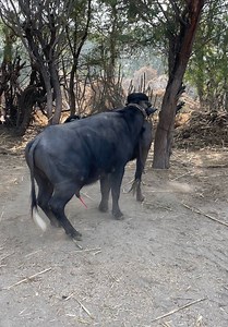 166K views · 1.7K reactions | This buffaloes meeting is very hard for seeing | All Time Amazing Fact | Facebook