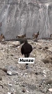 Passu Hunza Ibex. #viralreelsfb #ibexfight #ramadan2024 #gilgitbaltistanpakistan #KARAKORAM #himalayan #Markhor #Siachen #wolf #SarfarangaDesert | Mosafir
