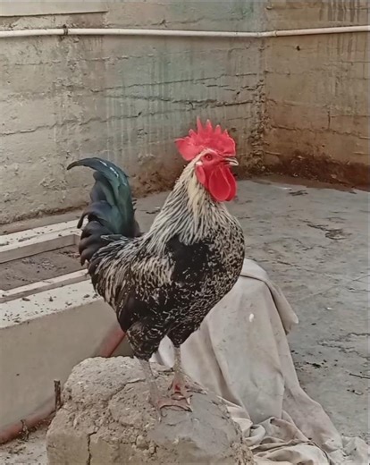 Rooster morning crowing sound 🐓 #birds #rooster