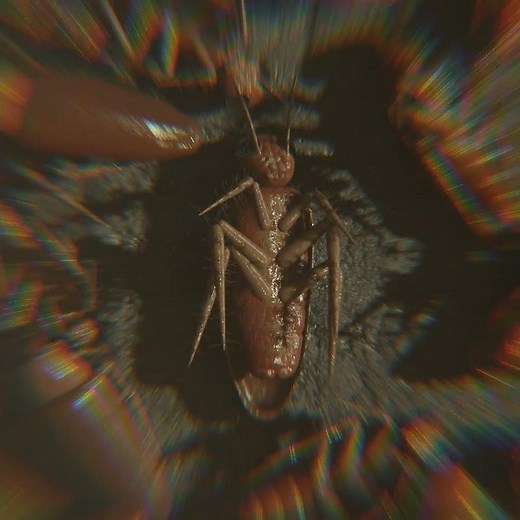 very very short cockroach animation made with blender