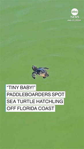 612K views · 12K reactions | These paddleboarders were filled with joy after spotting a tiny sea turtle swimming out to sea off the coast of Naples, Florida. https://abcnews.visitlink.me/0NJdvf | ABC News | Facebook