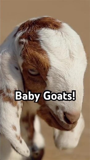Meet the Baby Goat! Cute and Adorable!