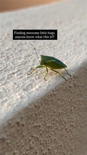 Can you ID this bug for me? #bugs #baja