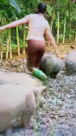 Native pig farming #youtubevideos #farming101 #pigbreeding #youtubeshorts #farming #pigfarming
