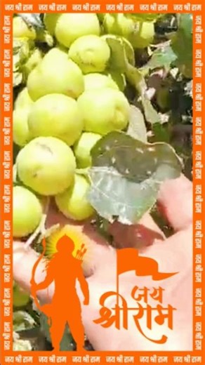 Mithe Lage Tere Ber sebari # trending # viral # bhakti # bhajan # reel # short video # Jay shree Ram