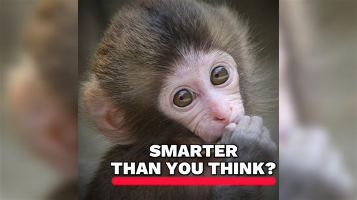 You WON'T Believe How SMART Monkeys Are! Join us as we dive into the fascinating world of monkeys exploring their behavior, different species, fun facts, and much more! From their habitats to their unique personalities, we cover it all. | MonkeyLo️