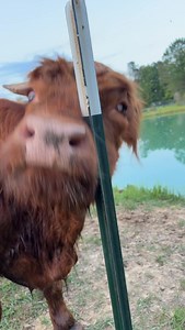 Waffles the Cow's Risky Antics: A Near Miss!