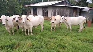 2K views · 40 reactions | Nos siguen programando excelente ganado para mañana 數✅ | Grupo UPZA, Subasta Guápiles - Subasta Cariari | Facebook