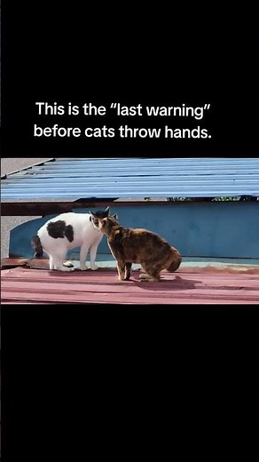 Cat Fight Warning Signs: What the Yelling Really Means