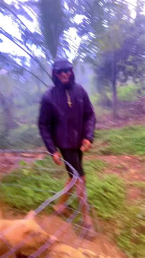 Sustainable Pig Farming in Jamaica