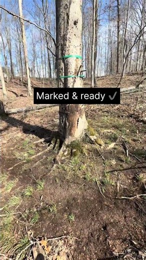 Creating a Woodland Firebreak for a Prescribed Burn 🔥