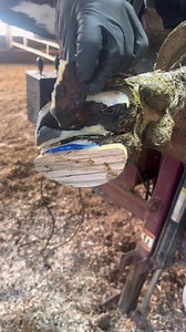 COMPLETE Separation of HOOF Sole. | Steve Wunderlich Hoof Care