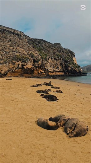 Pitt Point: A Ballet of Feathers and Saltpeter 💙❤️🌊 In the jewel of San Cristobal, Pitt Point, the sky comes alive. A volcanic rock stage, where the symphony of the sea meets the dance of birds. Blue Leg Boobies, comic dancers, stompe on the stage of life, inviting joy. 💙 Red Leg Pike Pike, with their elegant movements, adorn the heights with their crimson, adding a touch of passion to the show. ❤️ And the Sea Wolves, masters of rest, rock in the waves, privileged spectators of this natural b
