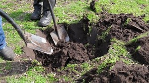 Workers Planting Tree Hand Planting Tree Stock Footage Video (100% Royalty-free) 1070346574 | Shutterstock