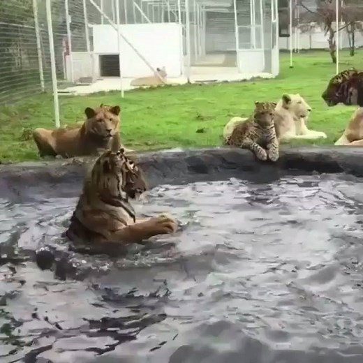 1.5M views · 17K reactions | Tony Baker as the #Tiger tryin to get others into the pool. Video by @blackjaguarwhitetiger #CatsOfInstagram #TonyBakerVoiceovers. “Dip The Paws In” | Tony Baker | Facebook