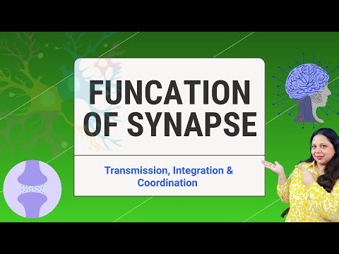 Functions of Synapses Explained | Transmission, Integration & Coordination | IGCSE & IB Biology