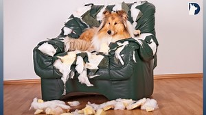 Stop Your Dog’s Furniture Chewing with These Tips!