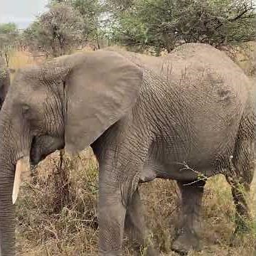 Tanzania Safari Up Close! Giraffes, Elephants & Lions in Tarangire & Serengeti 🦒🐘🦁