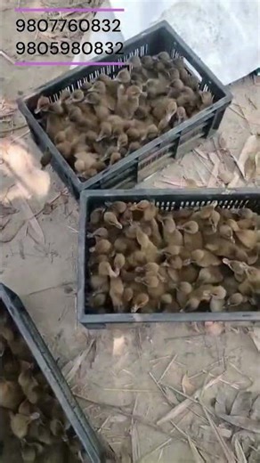 १००% शुद्ध खाकी/ Pure Khaki Campbell Duck Farming in Nepal | High Egg Production Breed