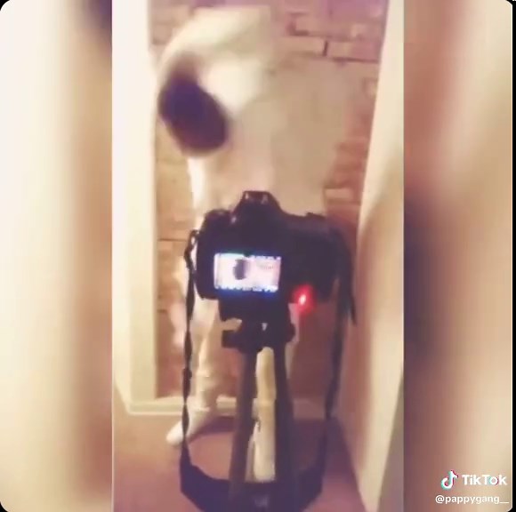 #youngpappy #drill #chiraq #chicago #drillmusic