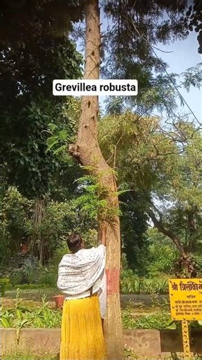 SILVER OAK TREE|Grevillea robusta|#treespecies #silveroak