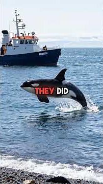 The Real Story of Keiko, the Orca Who Played Free Willy