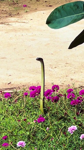 Video của Nams Farm Gia Lai (@namveque) với bản nhạc nhạc nền - Nams Farm Gia Lai