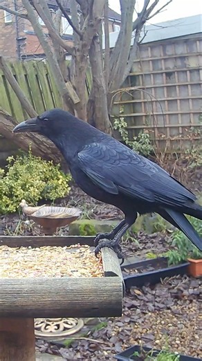 My largest corvid visitor, the carrion crow. What a beautiful bird!