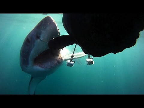 Colossus Attacks Robo-Seal | Air Jaws Apocalypse -- Shark Week 2012