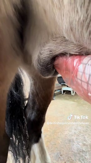 Understanding Sheath Cleaning for Equine Hygiene