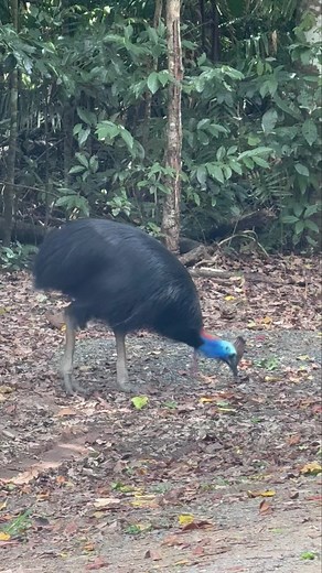 Cassowary! 💚 Save the Cassowary by saving habitat at www.SaveTheDaintree.org. | Save the Daintree Rainforest