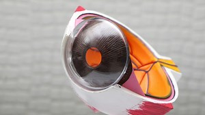 Using AI and Digital Technologies to Screen for Diabetic Retinopathy