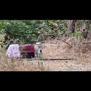 138K views · 265 reactions | Thank you for all your great TNR...