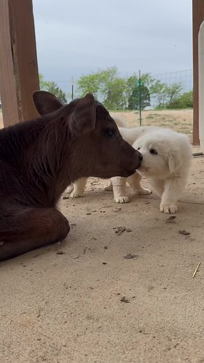 6K views · 332 reactions | The puppies love the baby cow so much and it reminds me of their daddy with our 7 month old old calf. Size doesn’t matter. These two are almost the same age and both enjoy kisses and a nap in the shade together 殺#lgd #livestock #livestockguardian #babycow #puppy #greatpyrenees #bottlecalf #angus #jersey #milkcow #a2a2 #homestead #farm #farmhouse #barnbuilddiy | The Crooks Family Farm | Facebook