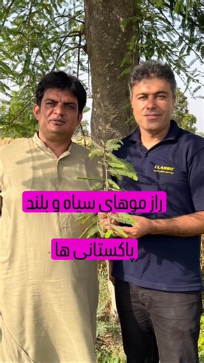 ‎امیررضا کمایی، طب سنتی، شیراز‎ on Instagram‎: "❌ اگه موهات میریزه ❌ اگه زود سفید شده ❌ اگه نازک و بی‌جون شده ⚠️ این میوه‌ی ساده رو دست‌کم نگیر… 🍃 آمله میوه‌ای که تقریباً همه‌ی عطاری‌ها دارنش اما ۹۰٪ مردم بلد نیستن درست ازش استفاده کنن! ⸻ 💆‍♀️ روش استفاده برای مو: ✅ برای تقویت و جلوگیری از ریزش مو هفته‌ای ۲ تا ۳ بار استفاده کن ⚠️ اما اگه هدفت رفع سفیدی موئه 👉 باید هر روز استفاده بشه 🔹 روغن آمله رو روی پوست سر ماساژ بده 🔹 حداقل ۱ ساعت (یا بهترین حالت: شب تا صبح) 🔹 بعدش با شامپوی ملایم بشور 