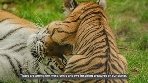 10 Key Physical Differences Among Tiger Subspecies