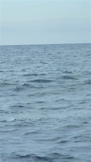 What do you think Casey?! 🎥: Local Knowledge S10:E1 Battling Sharks to Catch Tuna!” Available on YouTube, Waypoint TV & Streaming apps | Local Knowledge