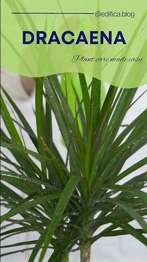 Dracaena - Plant care made easy