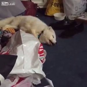 I'll have whatever he's having 😂 | Ridiculousness