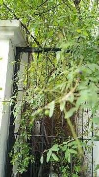 Suara Prenjak Hijau Segar..🍃