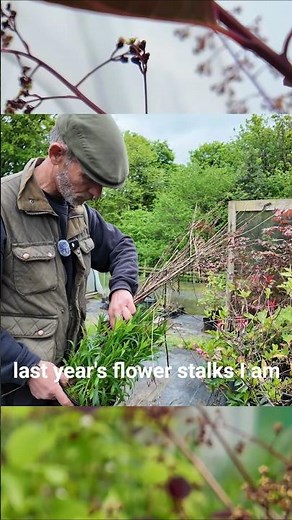 Leggy to Lush 🌿 Pinch Plants for Flowers